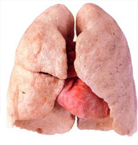 pulmones